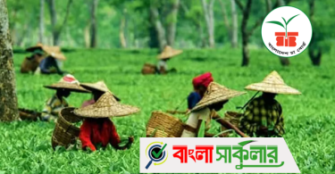 Tea Board Job Circular 2025